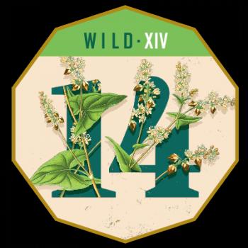 Wild - XIV (Tart Buckwheat Saison)