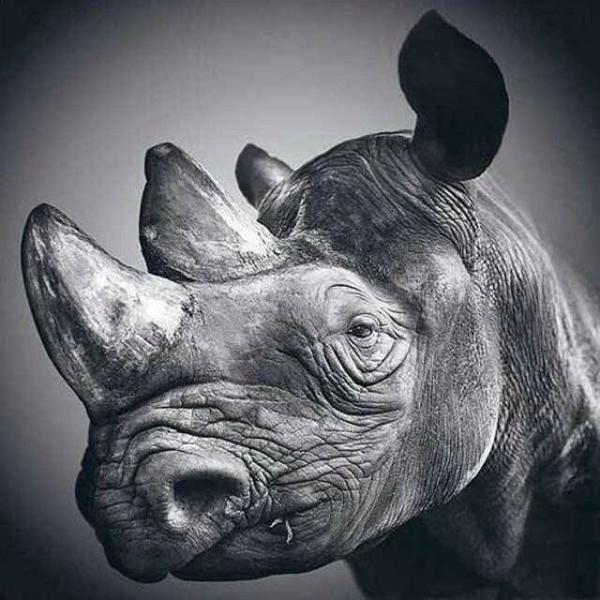 RhinoBrewer profile picture