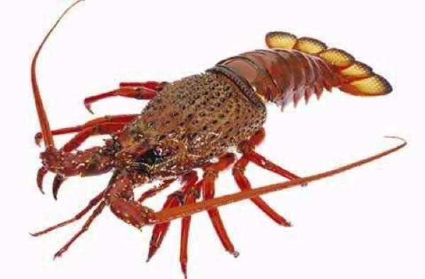 rocklobster profile picture